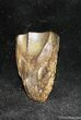 Inch Long Triceratops Tooth - Montana #1136-2